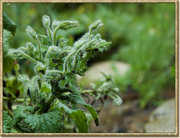 Borage