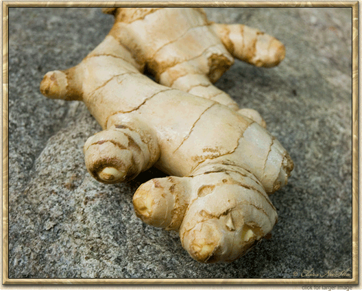 Zingiberis officinalis. Ginger.