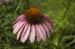 _Echinacea060716