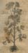 1anise