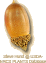 Quercus garryana (Oregon White Oak)