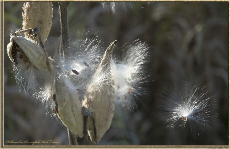Milkweed at Sunnyfield Herb Farm
